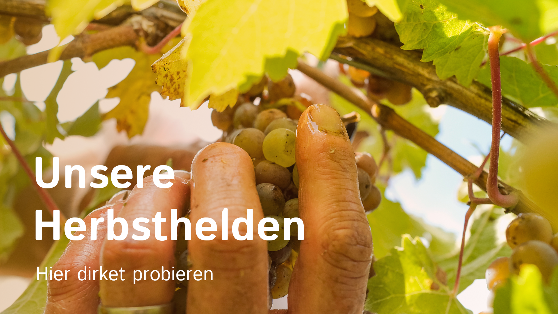 BannerHerbsthelden